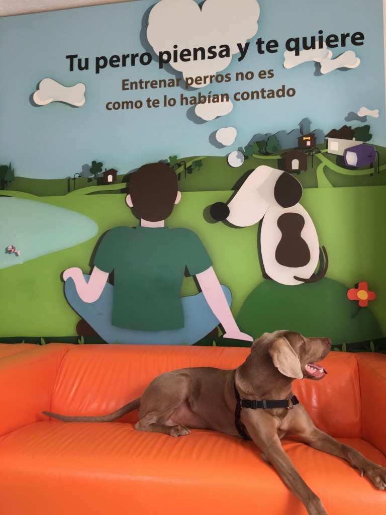 Tu perro piensa y te quiere Braco