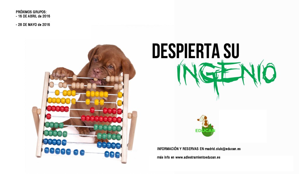 Curso cachorros 2016
