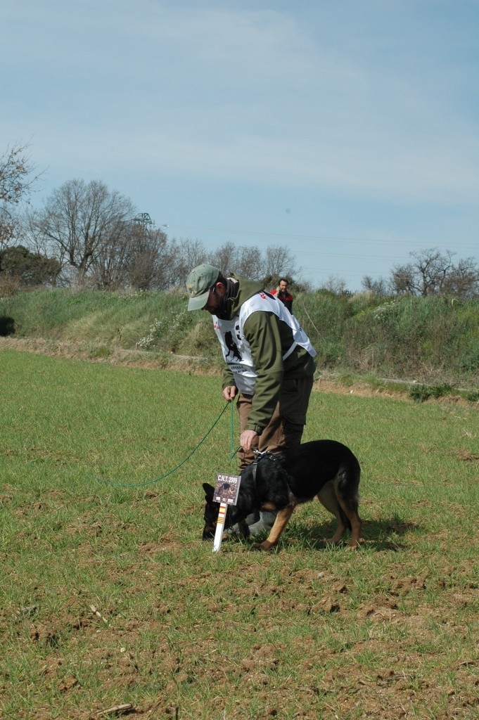 Carlos Alfonso iniciando el rastro del campeonato CEPPA 2009 con Ela v. Rosenbach, IPO III