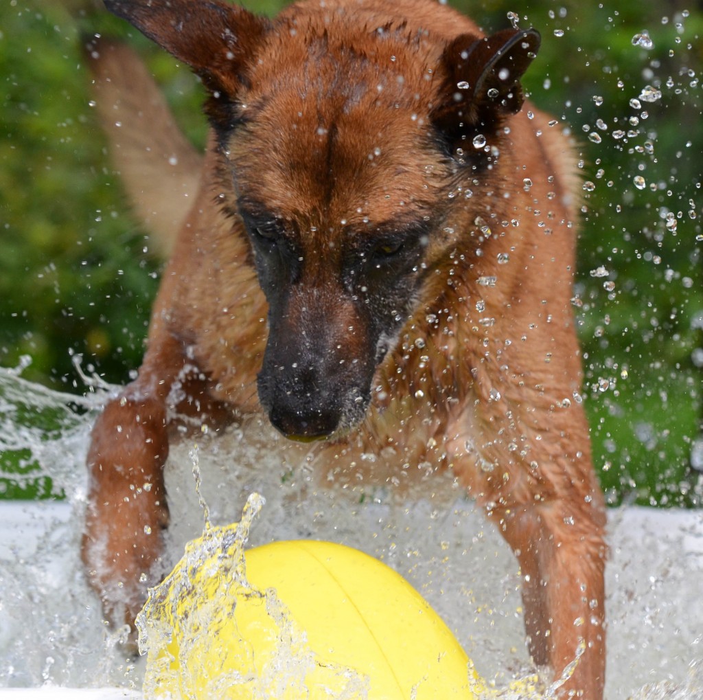 Malinois piscina y pelota