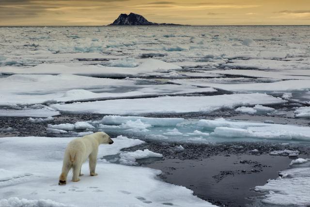 que-ocurriria-con-los-osos-polares-si-se-derritiera-el-hielo-del-artico-2