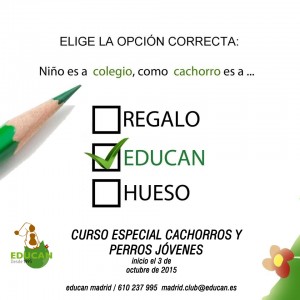 curso cachorros