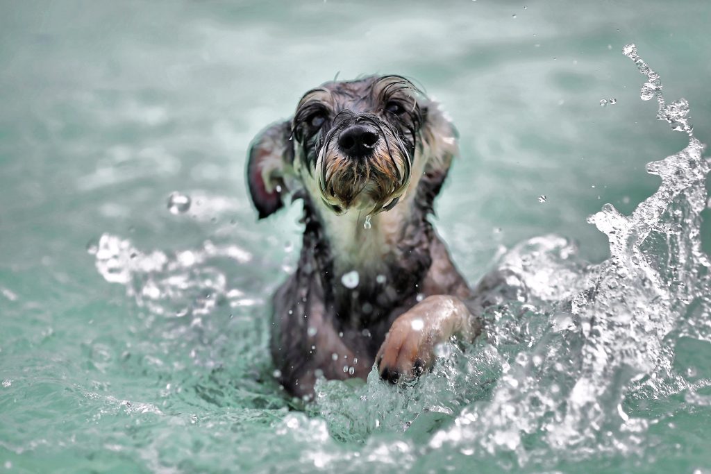 ¡¡Al agua... PERROS!!