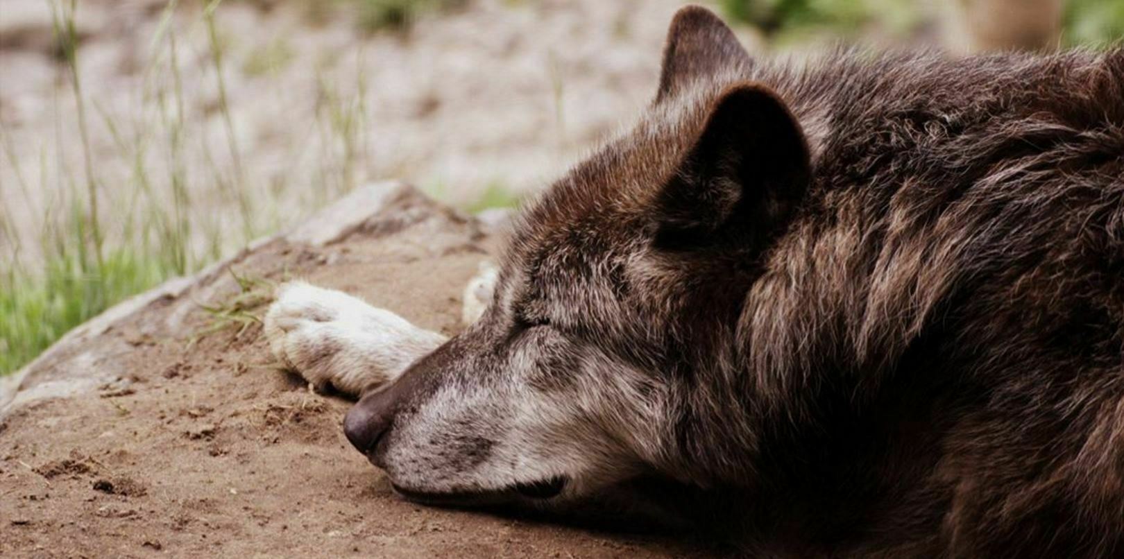 pa-opinion-cabeza-lobo