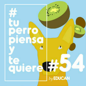 Tu perro piensa y te quiere