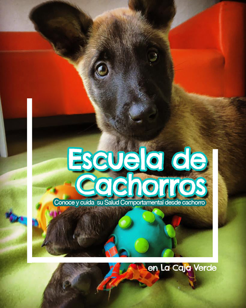 clases grupales de Cachorros los sábados a las 12:00