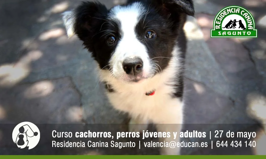 cartel curso adiestramiento canino en valencia sagunto