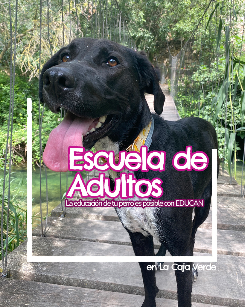 clases grupales para perros Adultos los sábados a las 10:00