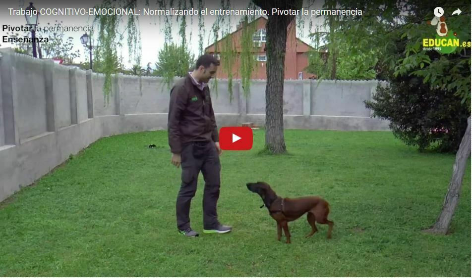 Adiestramiento COGNITIVO-EMOCIONAL: Normalizando el entrenamiento. Pivotar la permanencia.